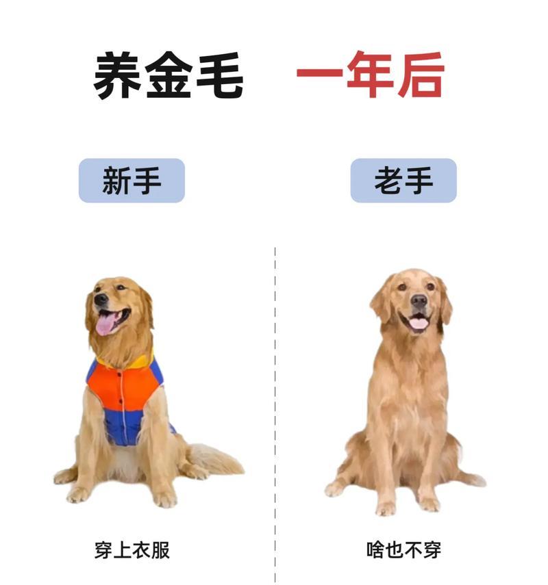 五个月金毛饲养与护理全攻略,助你培养健康快乐爱犬 五个月金毛饲养与护理全攻略,助你培养健康快乐爱犬