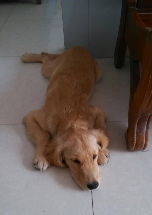 五个月金毛饲养与护理全攻略,助你培养健康快乐爱犬 五个月金毛饲养与护理全攻略,助你培养健康快乐爱犬