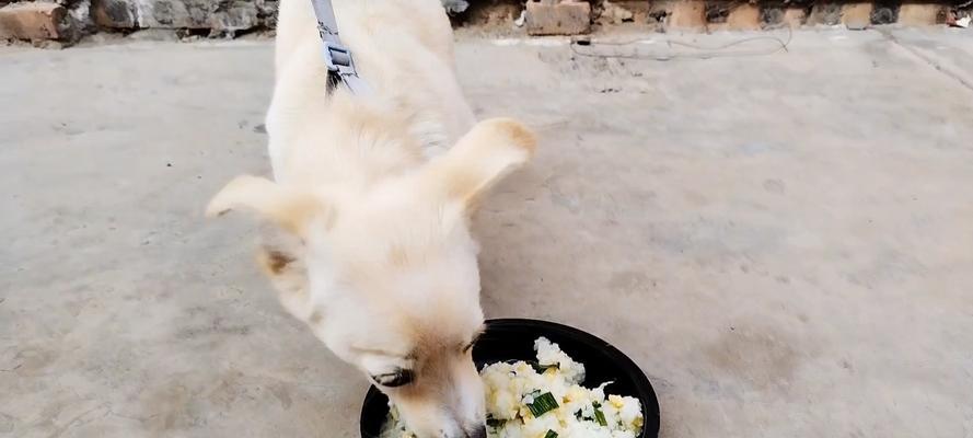 小狗总是吃不饱？探究食量无限原因与科学解决方法