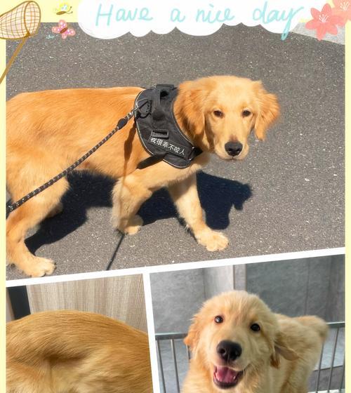 五个月金毛饲养与护理全攻略,助你培养健康快乐爱犬 五个月金毛饲养与护理全攻略,助你培养健康快乐爱犬