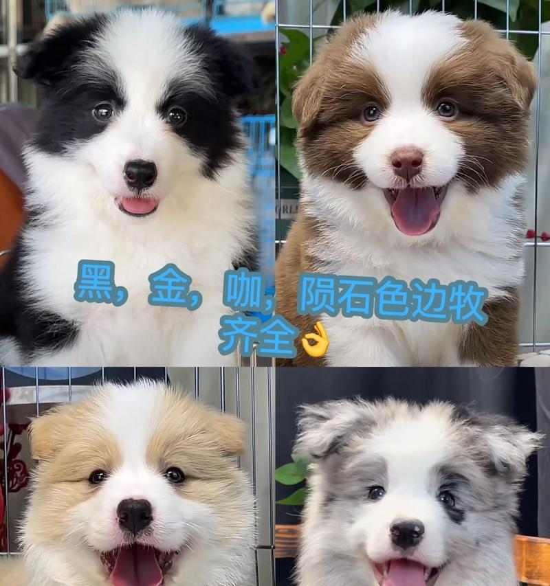 工作忙碌如何选狗？适合上班族的狗狗品种与饲养指南