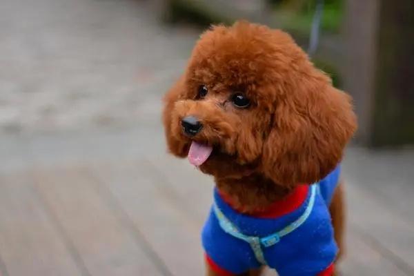 泰迪犬突然腿瘸的五大原因解析，教你如何应对与护理