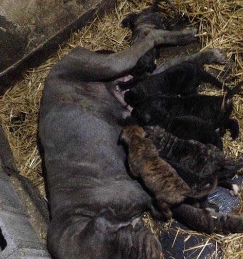 珠海狗市场地理位置与规模详解,探索特色宠物交易中心 珠海狗市场地理位置与规模详解,探索特色宠物交易中心