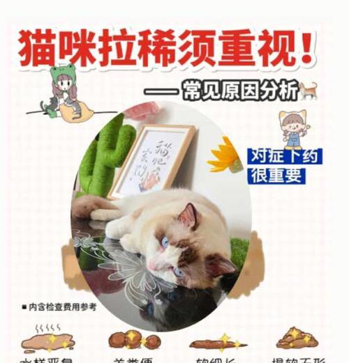 猫腹泻饮食指南：正确喂养与护理，帮助猫咪恢复健康