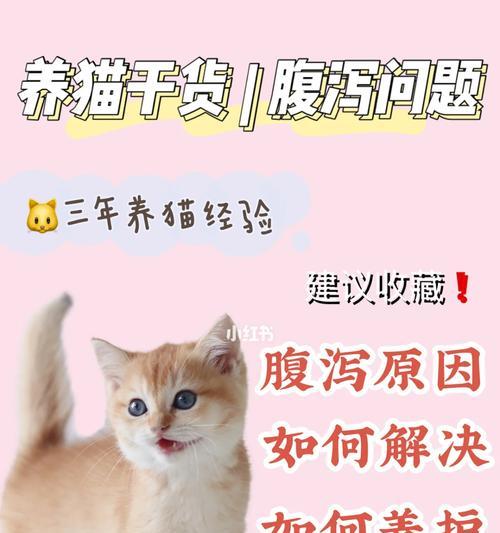 猫腹泻饮食指南：正确喂养与护理，帮助猫咪恢复健康