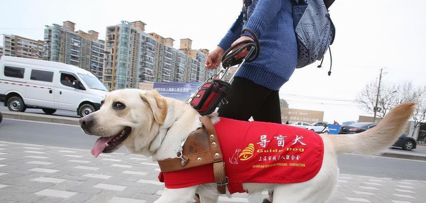 珠海狗市场地理位置与规模详解,探索特色宠物交易中心 珠海狗市场地理位置与规模详解,探索特色宠物交易中心