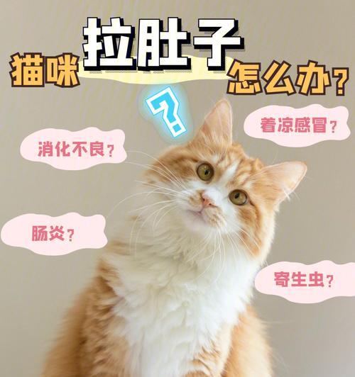 猫腹泻饮食指南：正确喂养与护理，帮助猫咪恢复健康