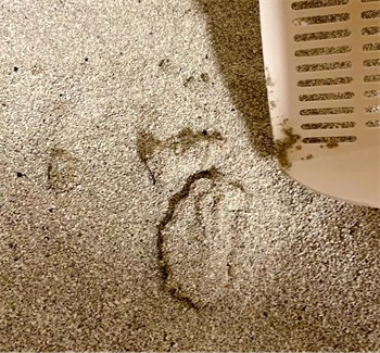 矿砂猫砂实测:低粉尘与结团黏底问题如何权衡? 矿砂猫砂实测:低粉尘与结团黏底问题如何权衡?