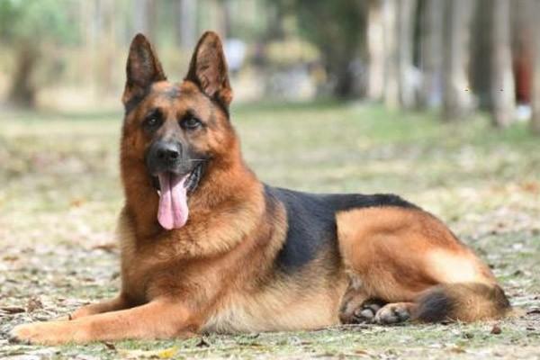 犬动脉导管未闭症状与治疗方案详解：从诊断到外科手术