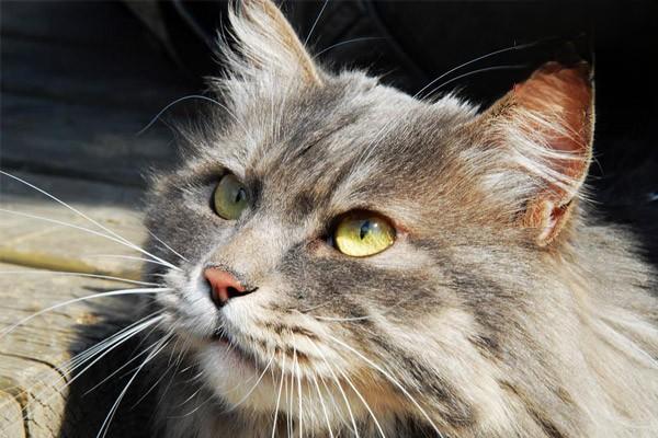 宠物心率异常怎么办？详解犬猫心动过速与过缓的症状与治疗