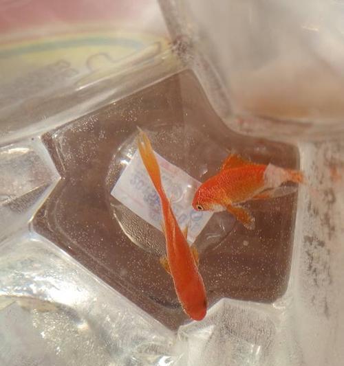 金鱼冬季饮食指南与喂养技巧,确保鱼儿健康成长 金鱼冬季饮食指南与喂养技巧,确保鱼儿健康成长