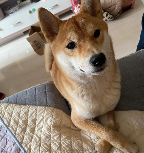 揭秘狗不吃屎的品种奥秘与纠正方法