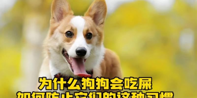 揭秘狗不吃屎的品种奥秘与纠正方法