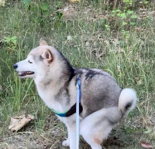 狗尾巴疾病症状与治疗方法详解，守护爱犬健康