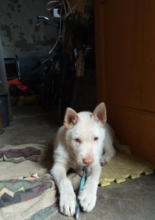 狗尾巴疾病症状与治疗方法详解，守护爱犬健康