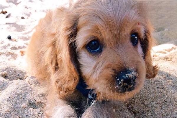 犬猫期前收缩的症状与治疗方案详解，宠物心律不齐如何应对