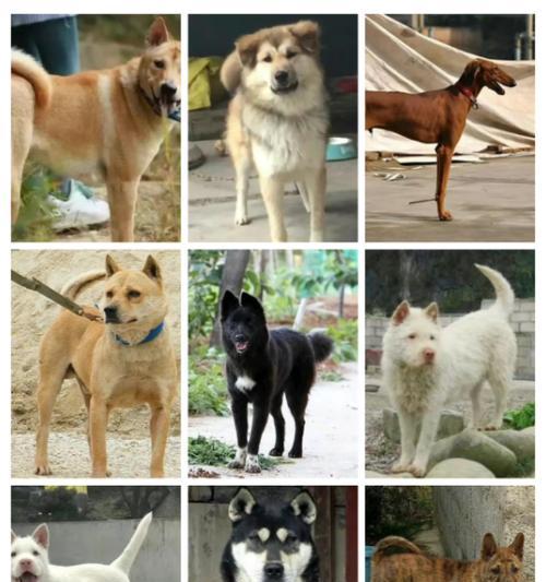 狗狗品种大全：从杰克罗素梗到拉布拉多，探索各类狗狗的特点与特征