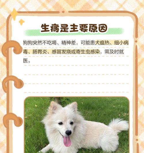 揭秘狗不吃屎的品种奥秘与纠正方法