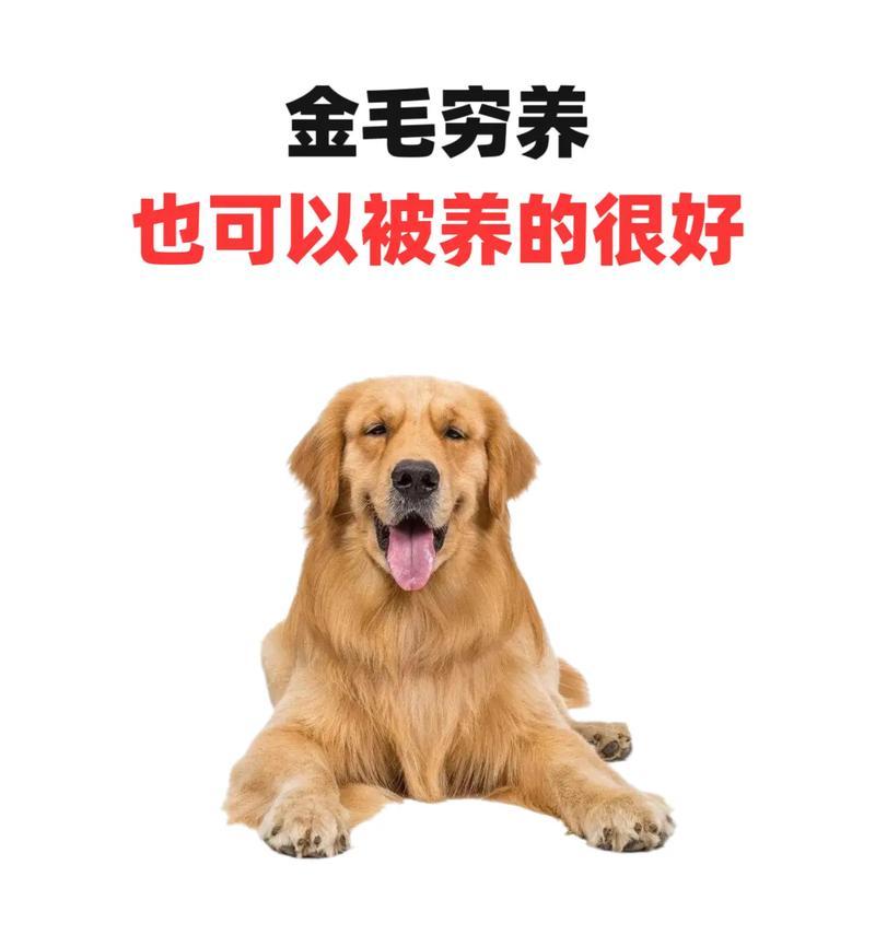 金毛犬饲养全攻略，15个关键要点助你成为负责任的主人