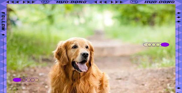 金毛犬饲养全攻略，15个关键要点助你成为负责任的主人