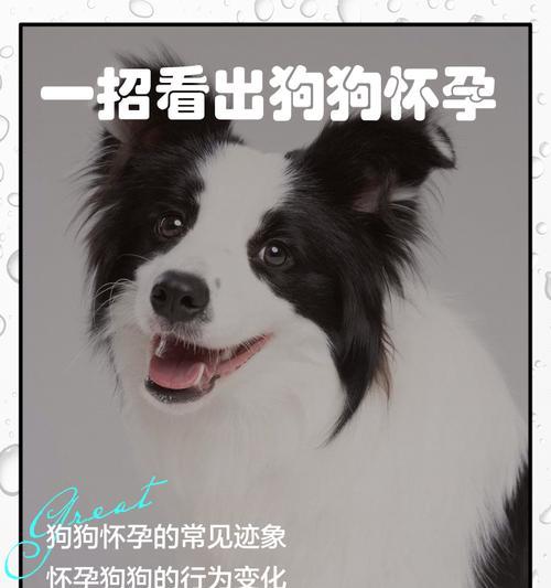 狗狗怀孕期间洗澡护理指南,关键时期注意事项解析 狗狗怀孕期间洗澡护理指南,关键时期注意事项解析