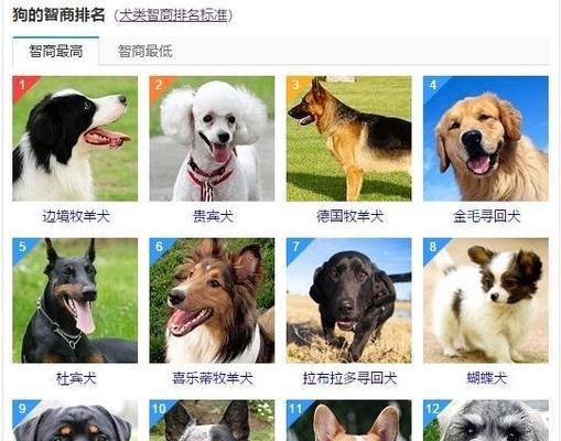 狗狗品种大全：从杰克罗素梗到拉布拉多，探索各类狗狗的特点与特征