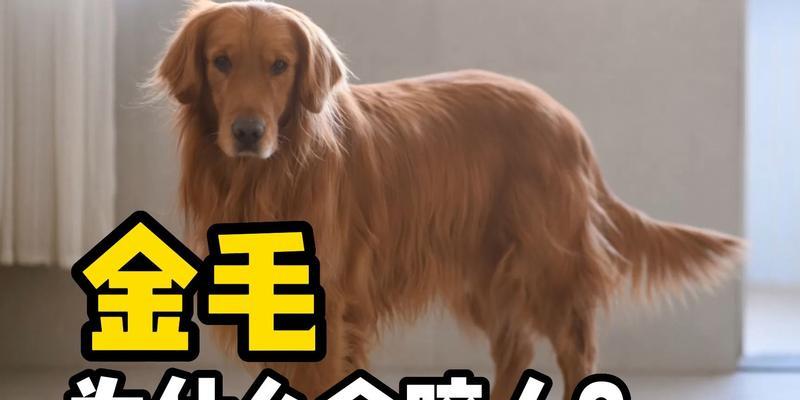 金毛犬饲养全攻略，15个关键要点助你成为负责任的主人