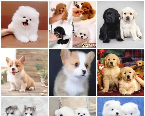 常见宠物狗价格预算指南,帮你规划理想爱犬花费 常见宠物狗价格预算指南,帮你规划理想爱犬花费