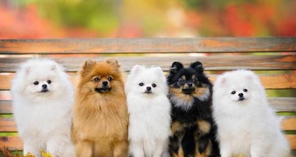 世界上的狗：探索多样品种与人类之间的独特情感纽带