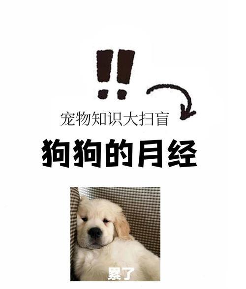 详解狗狗生理周期:发情频率与护理要点全知道 详解狗狗生理周期:发情频率与护理要点全知道