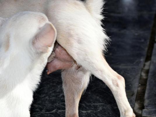 孕期与宠物狗隔离指南，守护母婴健康的关键措施