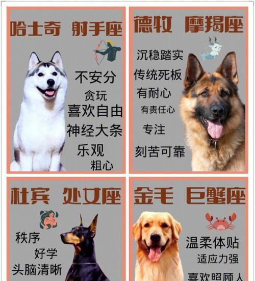 常见宠物狗价格预算指南,帮你规划理想爱犬花费 常见宠物狗价格预算指南,帮你规划理想爱犬花费