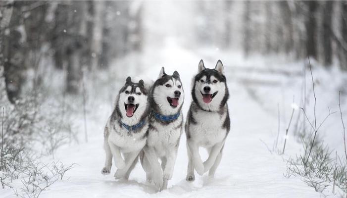 世界上的狗：探索多样品种与人类之间的独特情感纽带