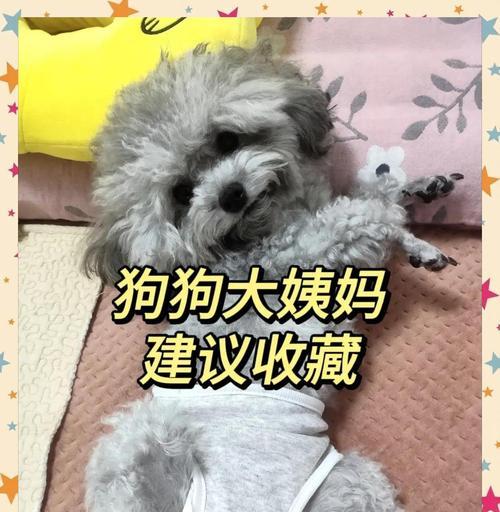 详解狗狗生理周期:发情频率与护理要点全知道 详解狗狗生理周期:发情频率与护理要点全知道