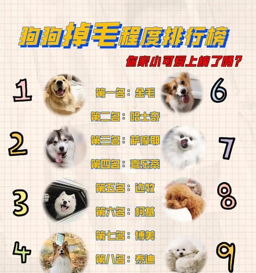 比熊换毛周期全解析，科学护理让爱犬毛发更健康