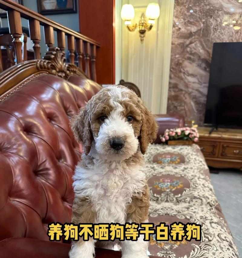 常见宠物狗价格预算指南,帮你规划理想爱犬花费 常见宠物狗价格预算指南,帮你规划理想爱犬花费