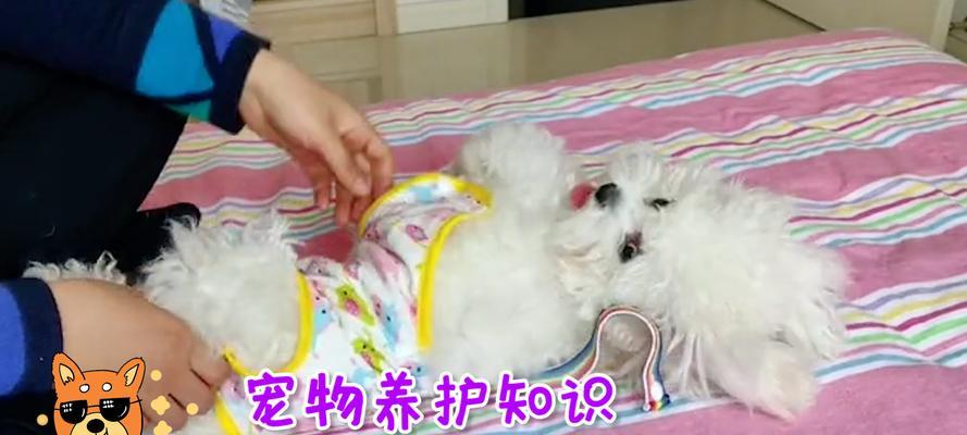 详解狗狗生理周期:发情频率与护理要点全知道 详解狗狗生理周期:发情频率与护理要点全知道