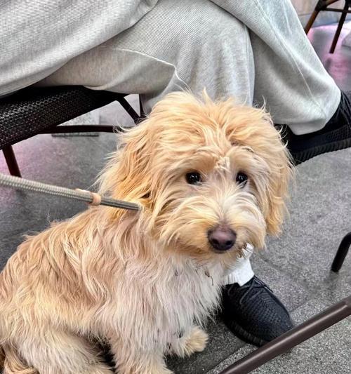 老年犬心衰症状识别与管理指南,守护爱宠心脏健康 老年犬心衰症状识别与管理指南,守护爱宠心脏健康