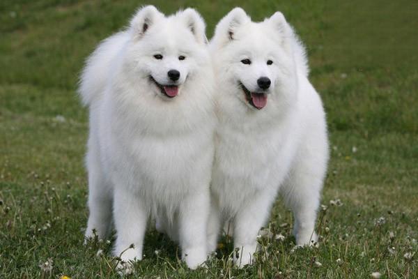 犬猫心房间隔损伤的症状诊断与治疗方案详解