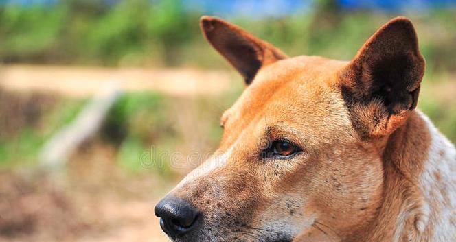 探索泰国特色犬种与文化传承,揭秘狗狗在泰国的多重角色 探索泰国特色犬种与文化传承,揭秘狗狗在泰国的多重角色