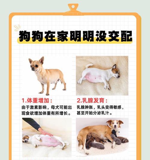 孕期与宠物狗隔离指南，守护母婴健康的关键措施