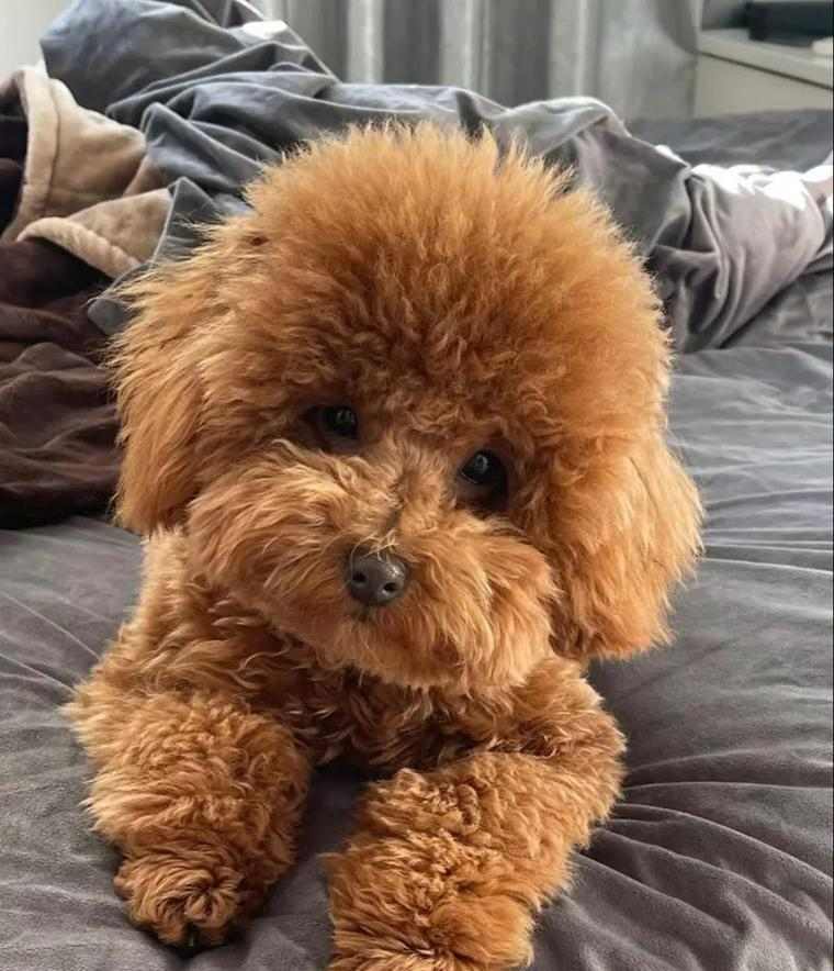 泰迪犬的优点与受欢迎原因解析，为何成为理想宠物