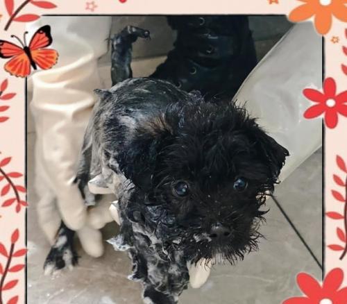 狗狗洗澡最佳时机指南：如何让爱犬健康舒适