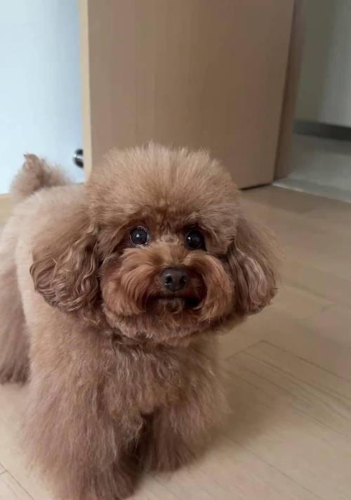 泰迪犬的优点与受欢迎原因解析，为何成为理想宠物