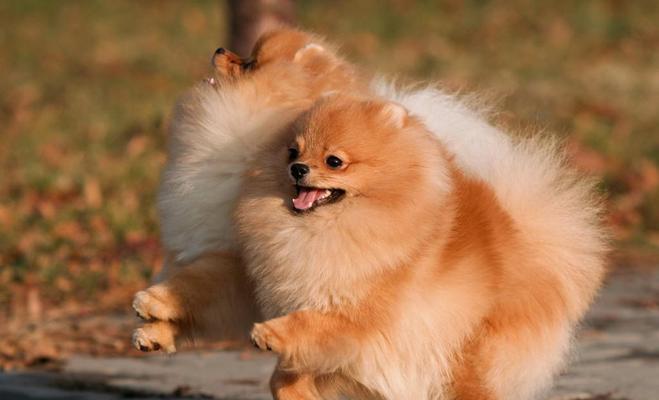 博美犬饲养前必知:15个缺点与注意事项解析 博美犬饲养前必知:15个缺点与注意事项解析