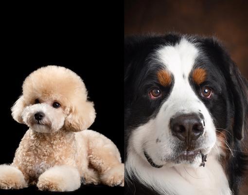 泰迪犬的优点与受欢迎原因解析，为何成为理想宠物