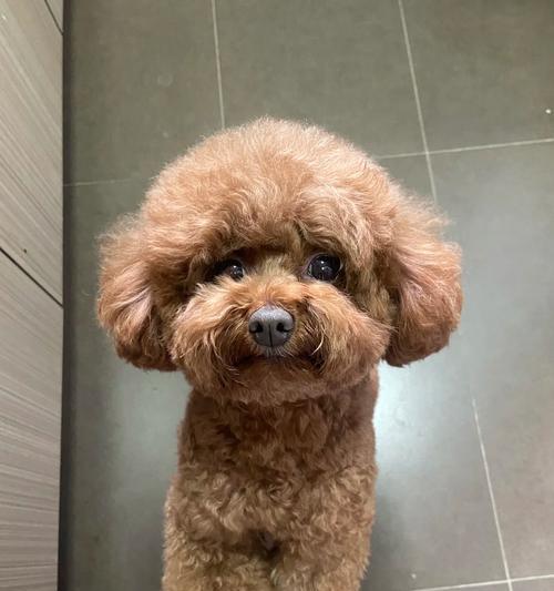 老年犬心衰症状识别与管理指南,守护爱宠心脏健康 老年犬心衰症状识别与管理指南,守护爱宠心脏健康