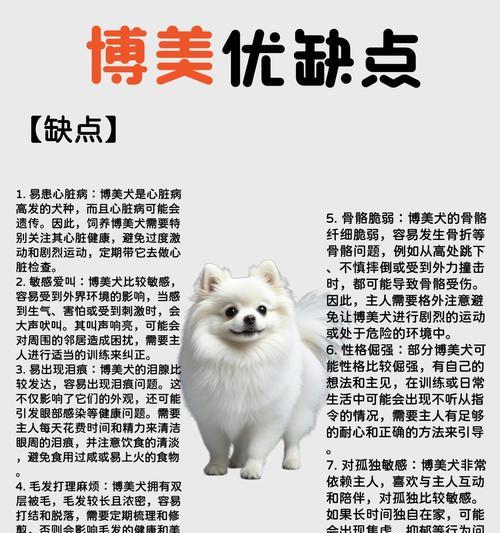 博美犬饲养前必知:15个缺点与注意事项解析 博美犬饲养前必知:15个缺点与注意事项解析