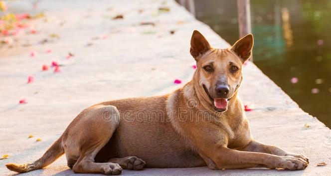 探索泰国特色犬种与文化传承,揭秘狗狗在泰国的多重角色 探索泰国特色犬种与文化传承,揭秘狗狗在泰国的多重角色