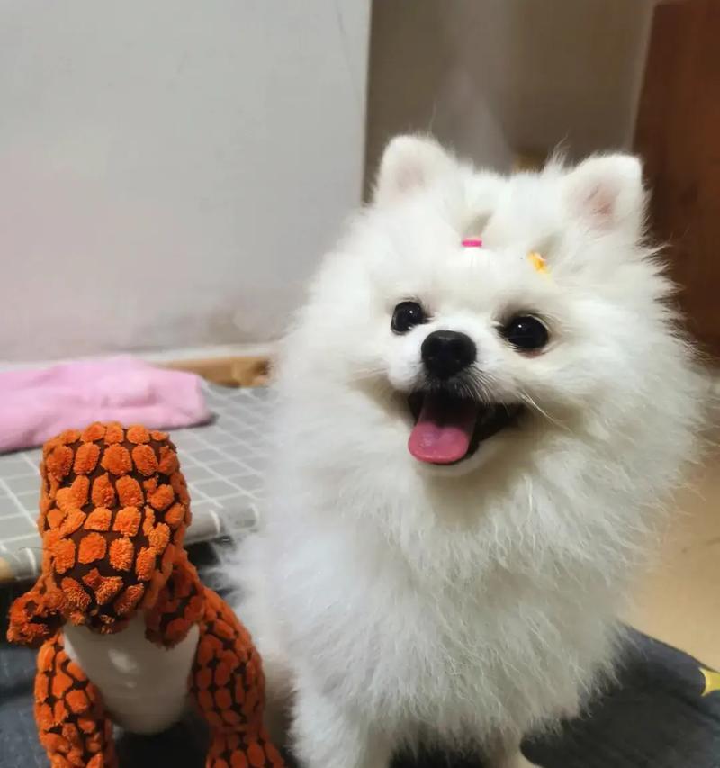 博美犬饲养前必知:15个缺点与注意事项解析 博美犬饲养前必知:15个缺点与注意事项解析